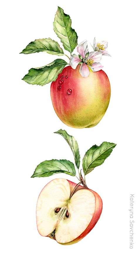 Watercolor botanical illustration of whole and a half of apple - detailed commercial illustration by Kateryna Savchenko Illustration Botanique Vintage, Apple Illustration, Botanisk Illustration, 귀여운 음식 그림, Illustration Blume, Watercolor Fruit, Illustration Botanique, Botanical Illustration Vintage, Fruit Painting