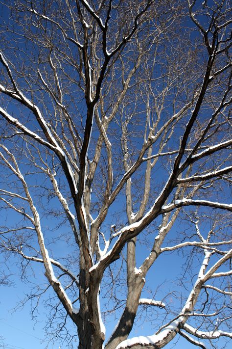 Winter Tree with Snowy Branches Winter Tree Photography, Tree Reference, Snowy Branches, English Culture, Sustained Investigation, Science Process Skills, Winter Branches, Anselm Kiefer, Bright Blue Sky