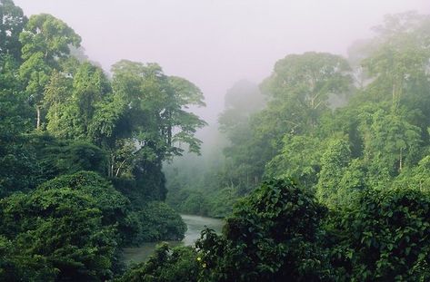 Sabah Malaysia, Trees, Tumblr, Music, Green, Art