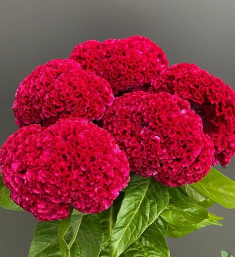 Celosia Cristata, Latina Aesthetic, Wallpaper Nature Flowers, Flower Display, Beautiful Flowers Pictures, Flower Field, Flower Pictures, Dia De Muertos, Beautiful Roses