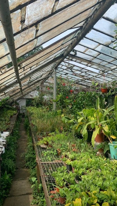 Greenhouse Plants, Indoor Jungle, Plant Aesthetic, Buy Plants, Nature Plants, Pretty Plants, Green Life, Plant Mom, Nature Aesthetic