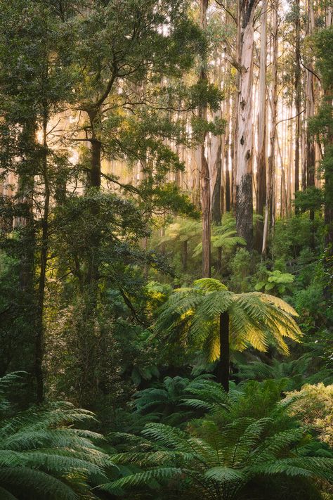 Nature Photography Prints — Mitch Green Photos | Landscape Photography Australian Tree Fern, Australian Landscapes, Australian Nature, Photos Landscape, Beautiful Australia, Nature Landscape Photography, Beech Mountain, Australian Photography, Tree Fern