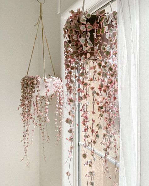 Best Indoor Hanging Plants, String Of Hearts Plant, Plants Hanging, String Of Hearts, Hanging Plants Indoor, Hanging Succulents, Pink Plant, Trailing Plants, Plant Decor Indoor