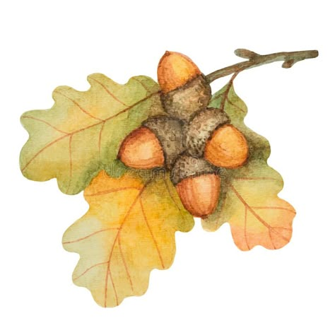 Acorn Drawing, Acorn Cottage, Oak Branch, Branch Art, Autumn Illustration, Fall Watercolor, 수채화 그림, Watercolor Art Lessons, Oak Leaves