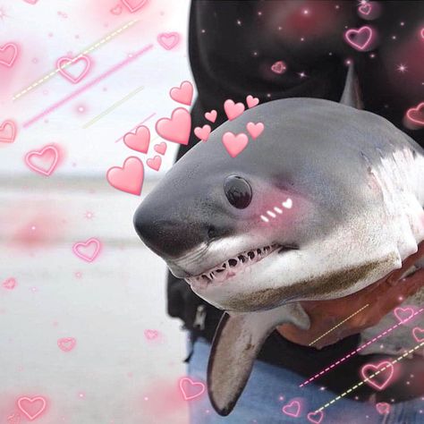 Sharkies OTD on Twitter: "♡ What's your shark mood today? https://t.co/rDeukYRstb" / Twitter Shark Meme, Cute Shark, Baby Shark, Sharks, A Man, On Twitter, Twitter