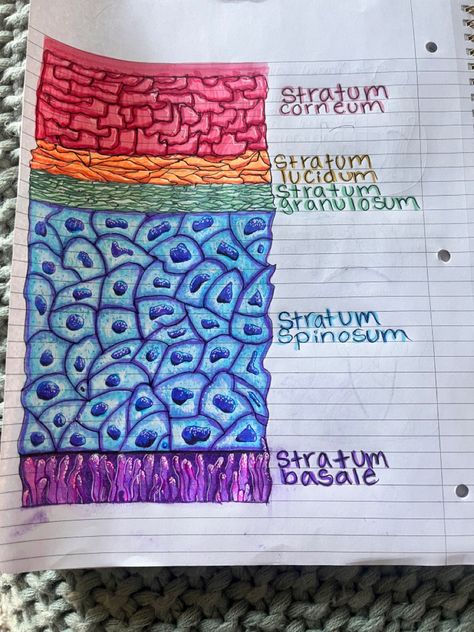 nursing/biol major must know stratum corneum, stratum lucidium, stratum granulosum, stratum spinosum, stratum basale Epidermis layers 5 Layers Of Epidermis, Epidermis Layers Anatomy, Epidermis Layers Project, Skin Model Project Anatomy, Epithelial Tissue Drawing, Skin Layers Anatomy, Skin Layers Anatomy Project, Skin Model Project Diy, Human Anatomy Notes Aesthetic