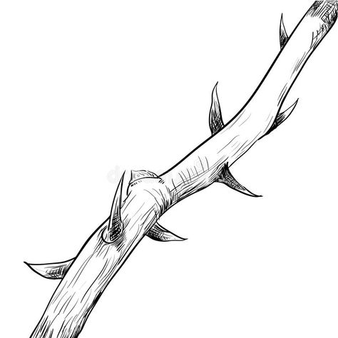 Hand drawing of thorn-vector Illustration. Hand drawing of Thorn. Black and Whit #Sponsored , #sponsored, #sponsored, #drawing, #vector, #Black, #thorn Thorn Drawing, Rose Thorn Tattoo, Bush Drawing, Thorn Tattoo, Vine Drawing, Jungle Nature, Rose Thorns, Line Vector, Background Drawing