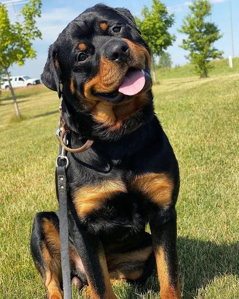 I love rottweiler. Do you love rottweiler, Than follow us. Rottweiler is a cuttest dog. Follow us if we love rottweiler dog. Rottweiler Pictures, Strong Dogs, Staffordshire Terriers, Rottweiler Love, Big Dog Breeds, Cute Dogs Images, Very Cute Puppies, Scary Dogs, Cute Animals Puppies