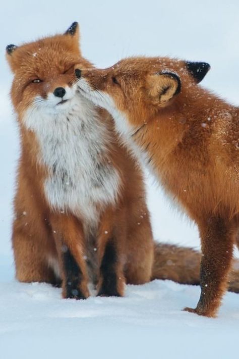 Red Foxes, Photo Animaliere, Fox Pictures, Pet Fox, Cute Fox, Red Fox, Animal Photo, Planet Earth, 귀여운 동물