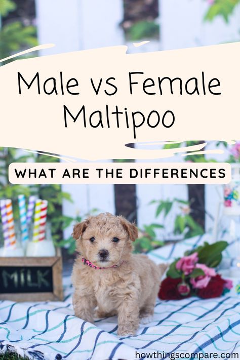 Maltipoos have become increasingly popular over the years. If you have decided to bring one of these adorable pups into your home, you need to know about the differences between males and females. Maltipoo Puppy Haircuts, Maltipoo Aesthetic, Maltipoo Adult, Maltipoo Haircut Styles, Maltipoo Full Grown, Mini Maltipoo, Male And Female Animals, Maltipoo Haircuts, Puppy Haircut