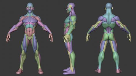 ArtStation - Stylized Male Anatomy Ecorche Stylized Anatomy, Zbrush Anatomy, Human Anatomy Reference, 3d Anatomy, Character Reference Sheet, Basic Anatomy And Physiology, Male Anatomy, Man Anatomy, Modelos 3d