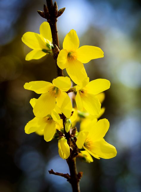 Forsythia Tattoo, Forsythia Flower, Yellow Forsythia, Forsythia Bush, Flowers Photography Beautiful, Yellow Spring Flowers, Small Yellow Flowers, Yellow Cottage, Spiritual Paintings