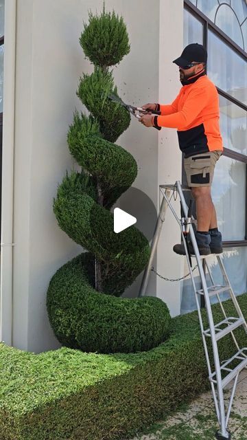 Topiary King on Instagram: "Spiral topiary maintenance  Plant: Spartan Juniper  #topiaryking #topiary #spiraltopiary #spartanjuniper #gardenmaintenance" Spiral Plants Front Door, Spiral Juniper Landscape, Spiral Trees Front Yard, Spartan Juniper, Eugenia Topiary, Live Topiary, Spiral Topiary, Murraya Paniculata, Outdoor Topiary