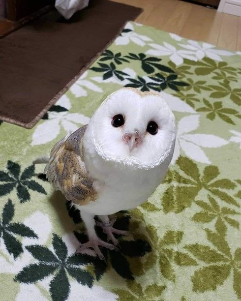 Owl White, Owl Cute, Cute Owls, Owl Pet, Owl Pictures, Beautiful Owl, Fluffy Animals, Cute Wild Animals, Barn Owl