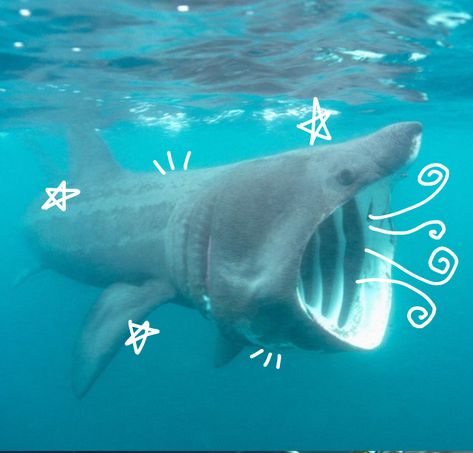 Silly Sea Animals, Shark Widget, Sharks Cute, Silly Sharks, Cool Sea Creatures, Basking Shark, Cool Sharks, Shark Photos, Shark Pictures