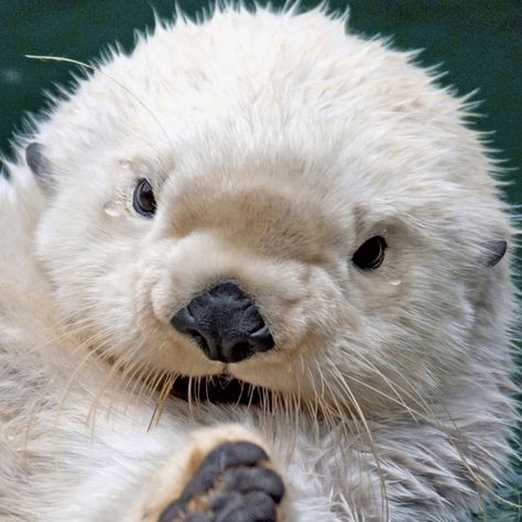 well good I'm crying, that's adorable. Otter Pup, Albino Animals, Baby Otters, Sea Otter, Cute Creatures, Sweet Animals, Animal Planet, Animal Photo, Ferret