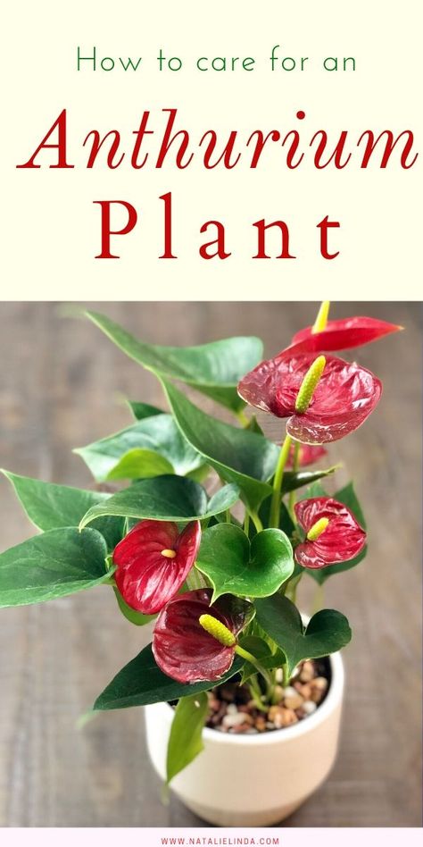 Anthurium Care, Houseplant Decor, Big Indoor Plants, Flowering House Plants, Anthurium Plant, Tanaman Pot, Container Garden Design, Household Plants, Plant Care Houseplant