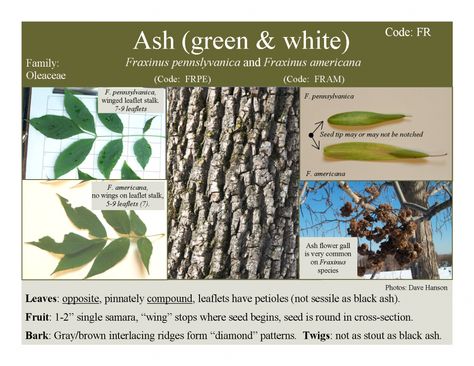 Minnesota's Ash Tree ID Card Identifying Trees, Tree In Winter, Mushroom Identification, Morel Mushrooms, Tree Id, Tree Identification, Survival Bag, Ash Tree, Sacred Tree