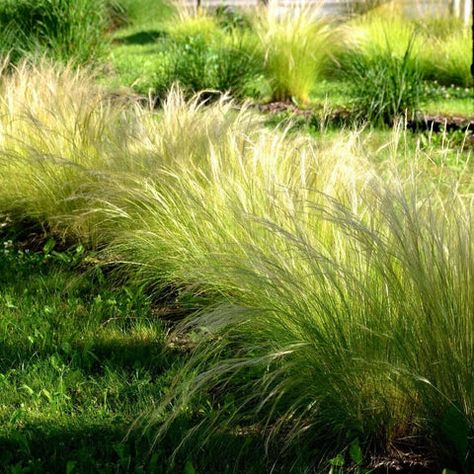 Buy Grasses & Bamboo Online - Plants Express Planting Containers, Stipa Tenuissima, Arbutus Tree, Hedge Trees, Mass Planting, Mexican Feather Grass, Types Of Shrubs, Arborvitae Tree, Space Garden