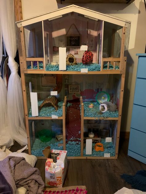 Old doll house turned into a hamster cage!  Three story hamster cage. Glass Hamster Cage Ideas, Gerbil Cage Ideas, Old Doll House, Teddy Bear Hamster, Hamster Diy Cage, Chinchilla Care, Pig Habitat, Bear Hamster, Indoor Dog Bed