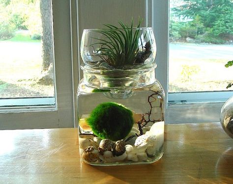 Marimo Marimo Aquarium, Moss Ball Terrarium, Zen Office Decor, Marimo Moss Ball Terrarium, Marimo Terrarium, Japanese Moss Balls, Terrarium Jar, Plants In Jars, Marimo Moss