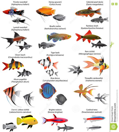 Community Fish Tank, Fish Chart, Fish Aquarium Decorations, Fish List, Saltwater Aquarium Fish, Fish Tank Terrarium, Tropical Fish Tanks, Tropical Freshwater Fish, Fresh Water Fish Tank