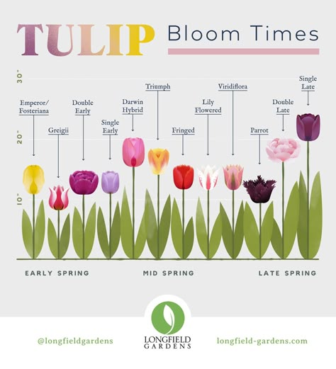 How To Start A Tulip Farm, Different Types Of Tulips, Tulip In Garden, Tulip Landscaping, Tulip Types, Tulip Garden Ideas, Tulips In Garden, Tulips Landscape, Tulip Planting