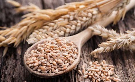 Wheat Alternatives, Biotin Rich Foods, Wheat Seeds, Growing Wheat, Modern Farmer, Wheat Berries, Fall Garden Vegetables, Garden Veggies, Growing Food