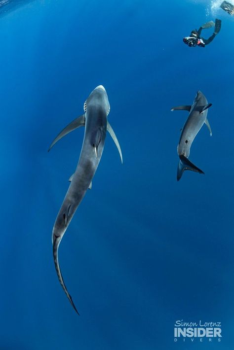 Double Trouble - Blue Shark and Mako Shark swimming together.  The young mako was following the blue shark around, who had arrived to our boat earlier. But even once they were both around and the mako had discovered the chum he still mirrored the blue regularly, like in this image Shark Pictures, Mako Shark, Shark Swimming, Blue Shark, Double Trouble, Sharks, Diver, Sea Life, Surfing