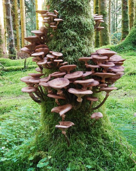 This is another photo from my second fungal foray, but one which I'd not included in the previous gallery. Going over the photos again, I decided I really liked the way these fungal bodies spiraled... Mushrooms Growing, Mushroom Pictures, Plant Fungus, Mushroom Fungi, Wild Mushrooms, Science And Nature, Plant Life, In The Woods, Amazing Nature