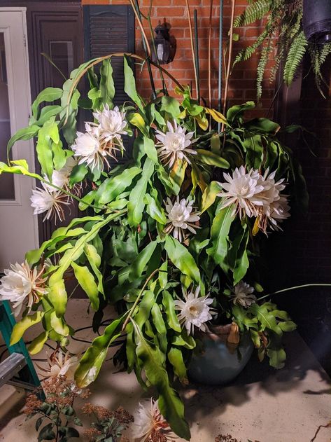 Epiphyllums forum→Epiphyllum Oxypetalum Pollination - Garden.org Pollination Garden, Hamlet Ophelia, Subtropical Plants, Hammock Area, Epiphyllum Oxypetalum, Wishlist Plants, Orchid Cactus, Fairy Homes, Buy Seeds