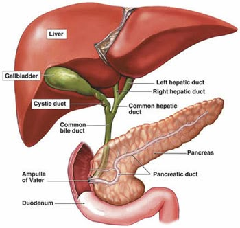 Liver GB and Pan Liver Anatomy, Digestive System Anatomy, Gallbladder Surgery, Basic Anatomy And Physiology, Bile Duct, Human Body Anatomy, Liver Detoxification, Human Anatomy And Physiology, Medical Anatomy