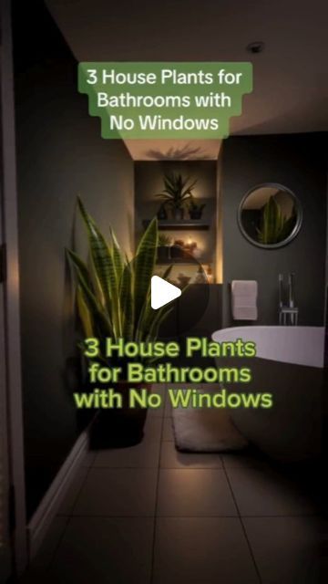 Plant For Bathroom With No Windows, Bathrooms With No Windows, Bathroom Plants No Sunlight, Plant Companions, Windowless Bathroom, Garden Kneeler, Vegetable Planters, Portable Garden, Herb Garden Kit