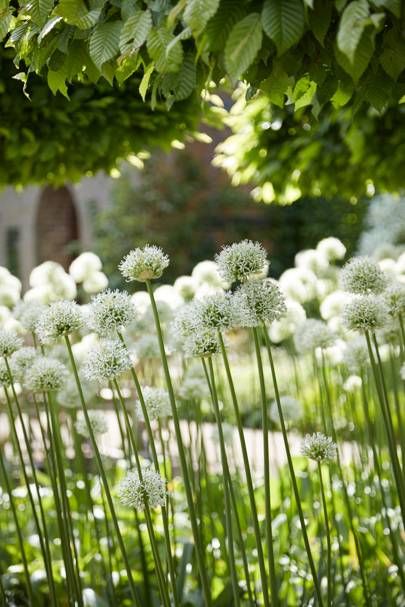 Hydrangea Arborescens Annabelle, Courtyard Plants, Hornbeam Hedge, Hydrangea Arborescens, Herbaceous Border, Perennial Border, English Country Gardens, Moon Garden, White Company