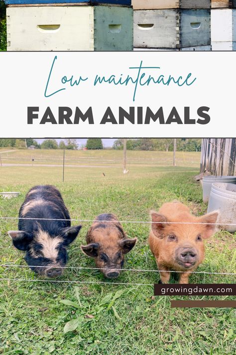 Hobby Farms Layout, Homesteading Animals, Micro Farm, Raising Farm Animals, Acre Homestead, Small Backyard Design Ideas, Homesteading Diy, Backyard Chicken Farming, Farm Plans