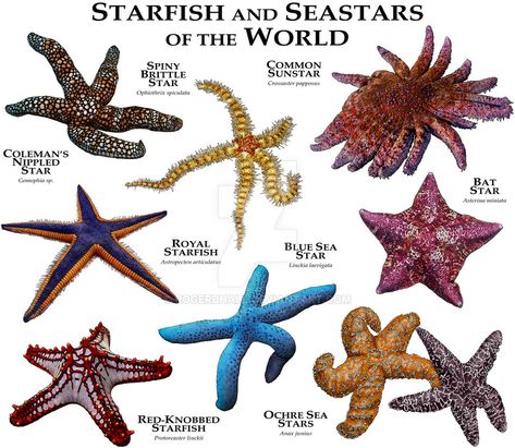 Fine art illustration of various species of the world's starfish and seastars Pet Starfish, Types Of Starfish, Starfish Species, Sea Starfish, Maluchy Montessori, Fauna Marina, Sea Stars, Stella Marina, Water Animals