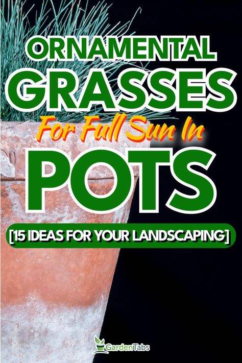 Ornamental Grasses For Full Sun In Pots [15 Ideas For Your Landscaping] Hardy Outdoor Potted Plants, Potted Ornamental Grasses, Short Ornamental Grasses Full Sun, Fountain Grass In Pots, Container Plants For Full Sun And Heat, Ornamental Grasses In Pots, Ornamental Grasses Full Sun, Perrenial Grasses, Grasses In Pots