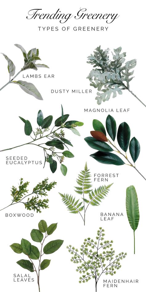 A Guide to Trending Greenery. Types of greenery that are trending for weddings and home décor. Find these and more faux greenery at afloral.com. #fauxreal Greenery Types, Types Of Greenery, Flower Guide, Seeded Eucalyptus, Magnolia Leaves, Dusty Miller, Artificial Leaf, Silk Flowers Wedding, Flower Names