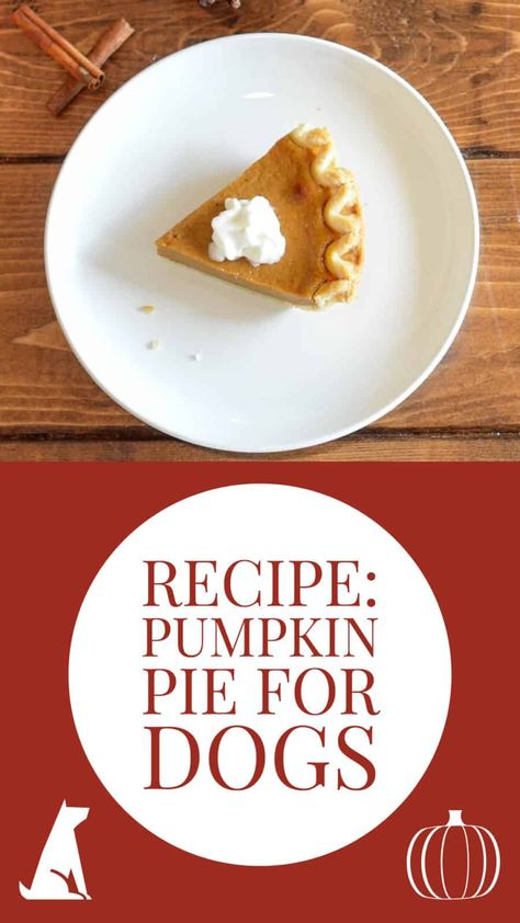 Pumpkin Pie For Dogs Recipes For, Pumpkin Pie Recipe For Dogs, Doggie Pumpkin Pie, Dog Friendly Pumpkin Pie, Dog Pumpkin Pie Recipe, Pumpkin Pie For Dogs, Dog Pumpkin Pie, Pies For Dogs, Pie For Dogs