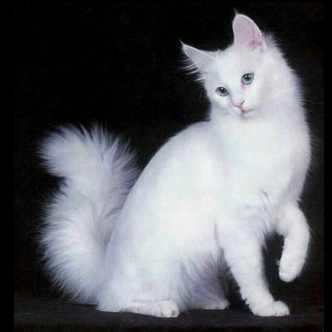 Segi Lima, Turkish Van Cats, Turkish Angora Cat, Rare Cat Breeds, Angora Cats, Turkish Angora, Rare Cats, Cat Reference, Cat Pose