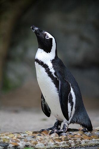 Photography Nature Animals, Galapagos Penguin, Humboldt Penguin, Magellanic Penguin, Travel Photography Nature, Penguin Love, Australian Birds, Baby Penguins, Cute Penguins