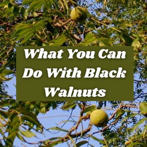 Black walnut is a great tree to have around. It yields beautiful wood and great-tasting nuts, whose hulls have medicinal properties. It has a wonderful taste and you can use it in cooking. Find out more about this interesting plant and fruit. What To Do With Walnuts From A Tree, Black Walnuts Harvesting, Black Walnut Hull Uses, Black Walnuts Uses, Black Walnut Uses, Black Walnut Hull Benefits, Black Walnut Tincture Benefits, Black Walnut Crafts, Black Walnut Recipes