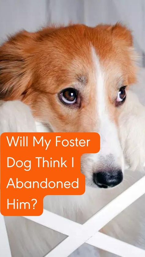 Worried your foster dog will feel abandoned or forgotten when he goes to his new home? We’ll explain your dog’s emotions and how you can help! Dog Emotions, Feeling Abandoned, Foster Dog, Leash Training, Agility Training, Crate Training, Pet Care Tips, Positive Reinforcement, When He