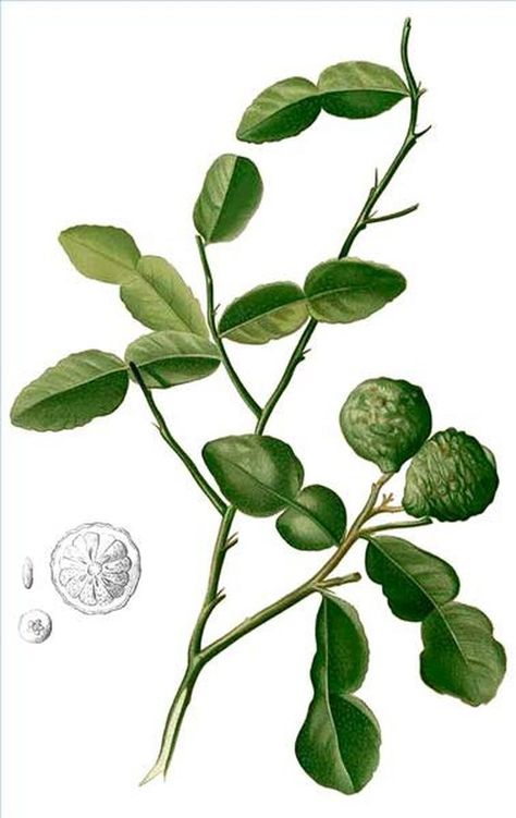 Kaffir Lime Lime Tree Care, Kaffir Lime Plant, Trees Indoors, Lime Trees, Tree Plan, Kaffir Lime Leaves, Perennial Vegetables, Indoor Trees, Lime Tree