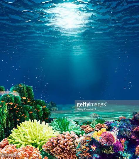 Multicolored underwater coral reef with sunbeam Underwater Photography Pool, Coral Reef Photography, Marine Photography, Sea Life Creatures, Bawah Air, Underwater Images, Underwater Painting, Chaos Magic, Under The Ocean