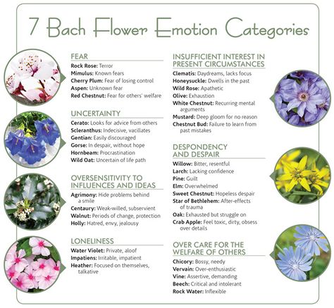 Dr Bach Remedies, Batch Flower Remedies, Bach Rescue Remedy, Bach Flower Remedies By Naran, Rescue Remedy Bach Flower, Bach Flower Therapy, Bach Flower Essences, Bach Flower Remedies Chart, Bachflower Remedies