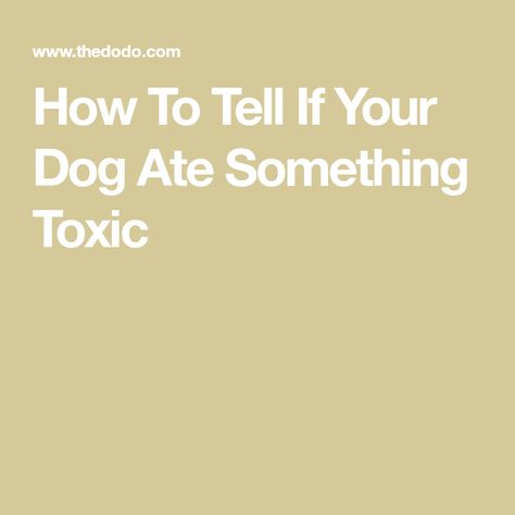 How To Tell If Your Dog Ate Something Toxic Dog Eating, My Dog, A Dog, To Tell, Dogs