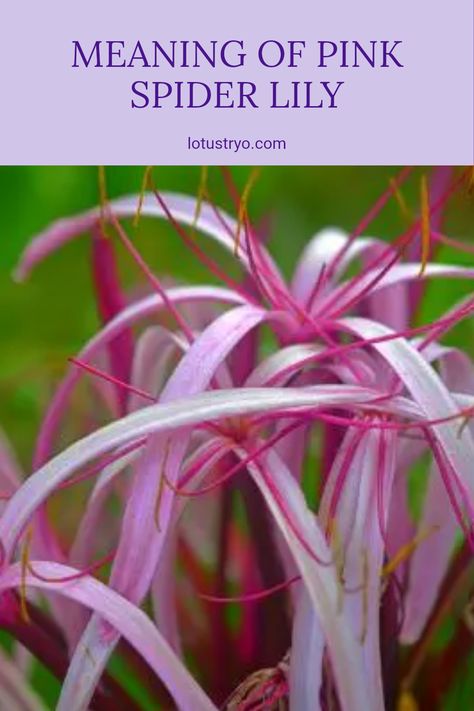 Discover the fascinating meaning behind the pink spider lily. These beautiful flowers symbolize admiration, love, and femininity, making them perfect for expressing heartfelt sentiments. Not only are pink spider lilies stunning to look at, but they also hold spiritual significance. In different cultures, they represent feelings of beauty and grace. Join us as we explore their meaning, history, and why they make a thoughtful gift. Learn how the pink spider lily can add charm and elegance to your flower arrangements. Spider Lillie’s, Spider Lily Meaning, Pink Spider Lily, Gold Mop Cypress, Lily Meaning, Plant Meanings, Spider Lilies, Pink Spider, Spider Lily