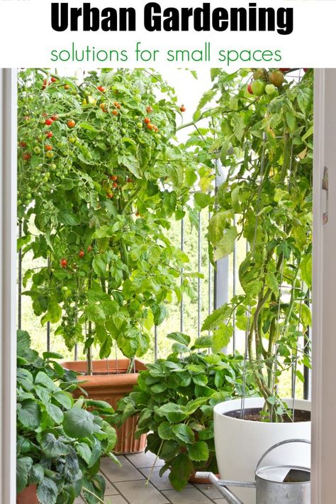 Urban Gardening Ideas and solutions for small spaces Apartment Vegetable Garden, Urban Gardening Balcony, Urban Gardening Ideas, Tattoo Plant, Vegetable Garden For Beginners, Garden Harvest, Urban Gardening, Small Space Gardening, Diy Garden Projects