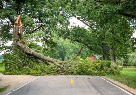 About Trees, Fallen Tree, Tree Removal, Fear Of The Unknown, Travel Route, Tree Service, Survival Life, Tree Trimming, Rural Area